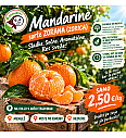 Mandarine (kg)