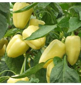 PAPRIKA  BABURA (kg)