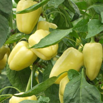 PAPRIKA  BABURA (kg)